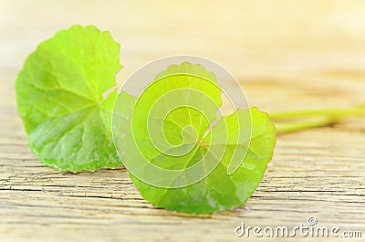 Natural Gotu-Kola leaves in warm light tone. Stock Photo