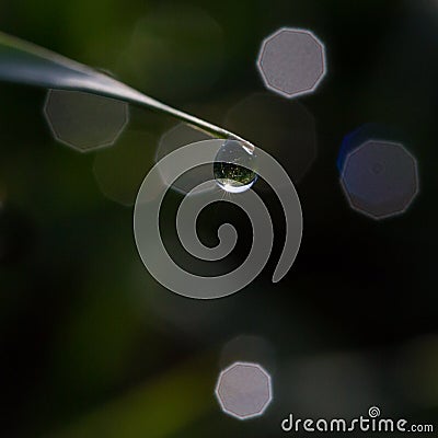 Grass culm with twinkling water dew drop in sunlight, lens flare Stock Photo