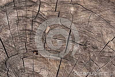 Natural weathered wooden facture with radial cracks as background. Stock Photo
