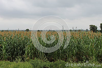 Natural green agriculture formaring feald outdoor corn Stock Photo