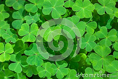 Natural green background with fresh three-leaved shamrocks. St. Patrick`s day holiday symbol. Top View Stock Photo