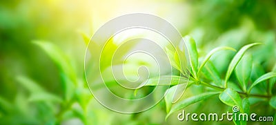 Natural green background Stock Photo