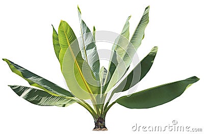 Natural green banana leaves plant for decorated in park and gar Stock Photo