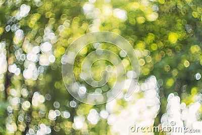 Natural green forest bokeh background Stock Photo
