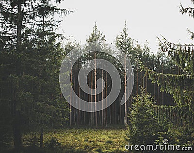 Natural green forest Stock Photo