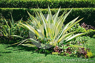 Natural Green Freshness Of The Giant Cabuya Or Furcraea Foetida And Other Ornamental Plants In A Garden Stock Photo