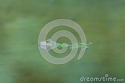 Natural green frog Rana esculenta swimming in green water Stock Photo