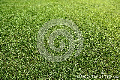 Natural green grass Stock Photo