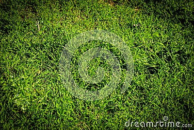 Natural Green grass background. Top view Stock Photo