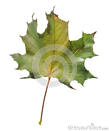 Natural green isolated on white leaf from botany plant garden Stock Photo