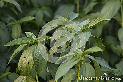 Natural green Jute Leaves Close-up photos in the field of Bangladesh Stock Photo