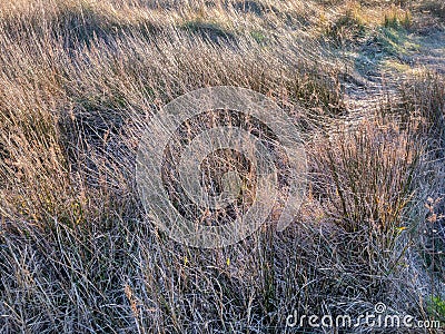 Pattern of grass tilted by the wind Stock Photo