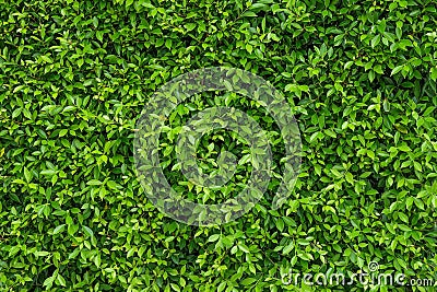 Natural green leafy wall background with dark green in garden , light green alternating with black shadow at the edges Can be used Stock Photo