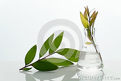 Green leave in science flask with water in agricultural biotechnology laboratory on white background Stock Photo