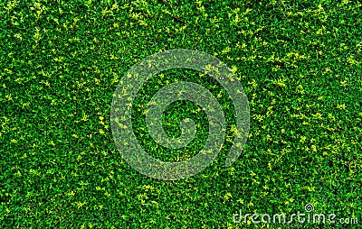 Natural green leaves background. Nature wallpaper. Eco wall. Summer background. Green leaves texture. Bush or shrub trimming. Stock Photo