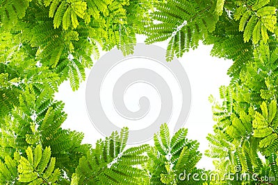 Natural green leaves border and frame on white isolate Stock Photo