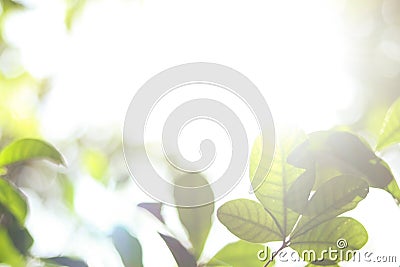 Natural green leaves plants using as spring background cover page greenery environment ecology wallpaper Stock Photo