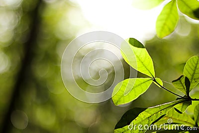 Natural green leaves plants using as spring background cover page greenery environment ecology wallpaper Stock Photo