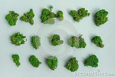 Natural green moss texture on blue background. Stock Photo
