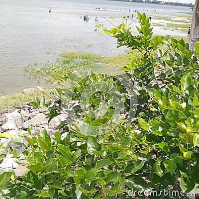 Natural green plants near the ancient tank at Anuradhapura in Sri Lanka Stock Photo