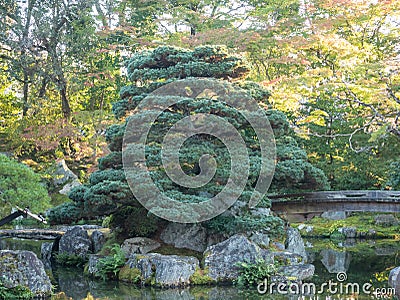 Natural green trees in a Japanese garden Stock Photo