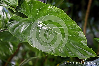 Natural green tropical texture of leaf, macro photo of dark green foliage, fresh exotic botanical pattern, background Stock Photo