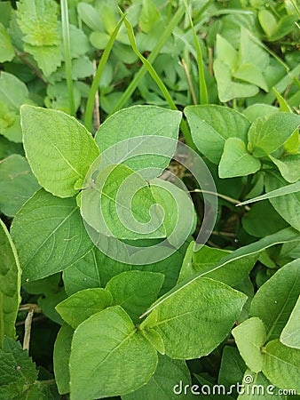 Natural greenery growing wild around the garden Stock Photo