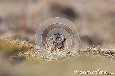 Groundhog marmot marmota monax hiding in grassland, sunshine Stock Photo