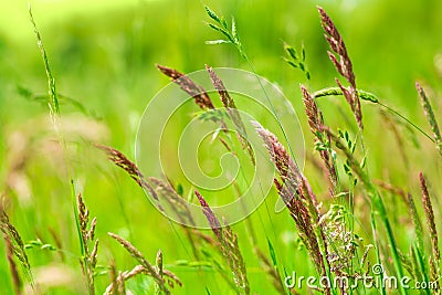 Natural growing motley grass field sweetgrass, hierochloe. Soft focus. Nature background Stock Photo