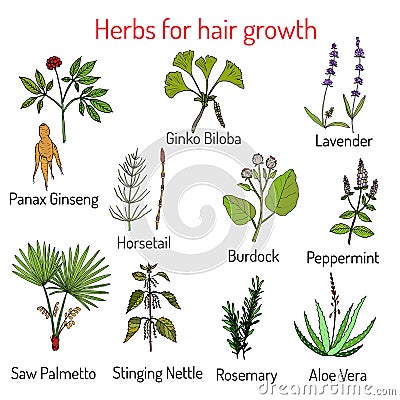 Natural hair care, herbs for growth Vector Illustration