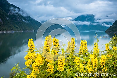 Natural Hardangerfjord fjord landscape of norway Stock Photo