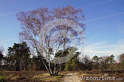 Natural heathland Strabrechtse Heide Stock Photo