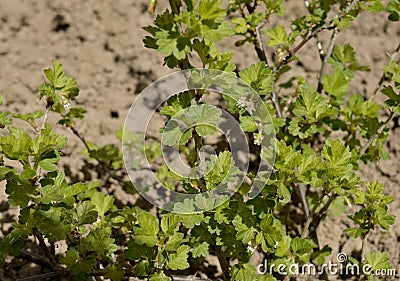 Natural hedge grow forest field flora vegetable wall flowers flower fresh tree agriculture texture bush foliage green gooseberry l Stock Photo