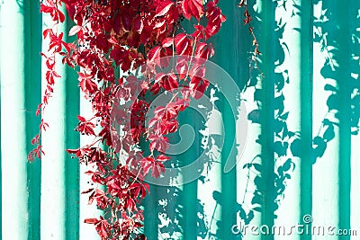 Natural hedge made of red leaves of creeping vine. Sunlit plant i Stock Photo