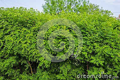 Natural hedge of yellow acacia bushes. Stock Photo