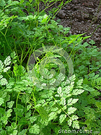 Natural herbs Stock Photo