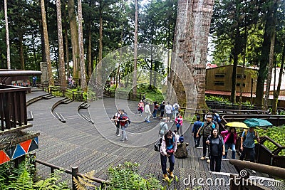 Natural Hiking Area of Alishan National Forest in Taiwan Editorial Stock Photo