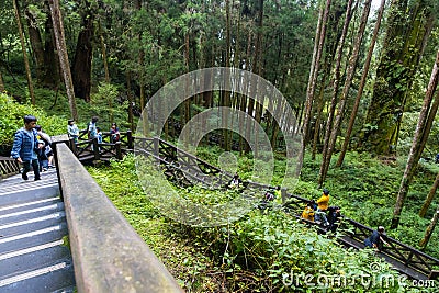 Natural Hiking Area of Alishan National Forest in Taiwan Editorial Stock Photo