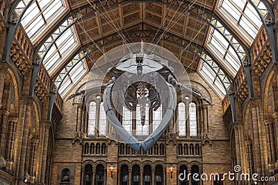 Natural History Museum - London Editorial Stock Photo