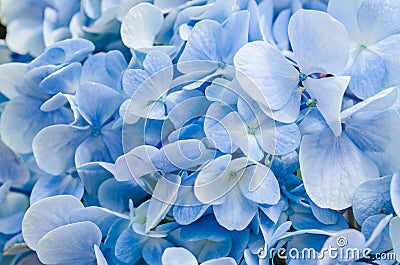 Natural hydrangea flowers background Stock Photo