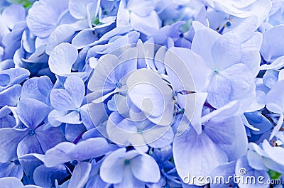 Natural hydrangea flowers background Stock Photo