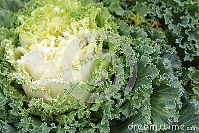 Intricate detail in leaves of ornamental cabbage in landscaped garden Stock Photo
