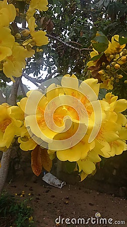 Natural Kinihira Flowers in sri Lanka Stock Photo