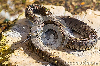 Lambent grass snake natrix natrix lying in stone in sunshine Stock Photo