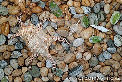 Natural Lambis Chiagra Spider Shell with another small seashells scattered on the pebble stones ground Stock Photo