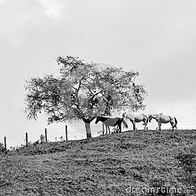 Natural landscape with creole horses in the mountain Stock Photo