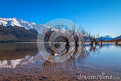 Natural landscape image of famous willow tree row in Glenorchy, South Island, New Zealand Stock Photo