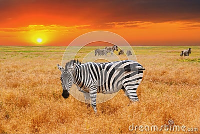 Natural landscape at sunset - view of a herd of zebras grazing in high grass Stock Photo