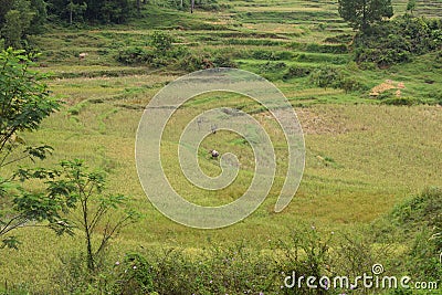 Natural Landscape of Tana Toraja. Stock Photo