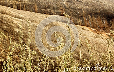 Natural landscape tropical forest grass and hill rocks. Stock Photo